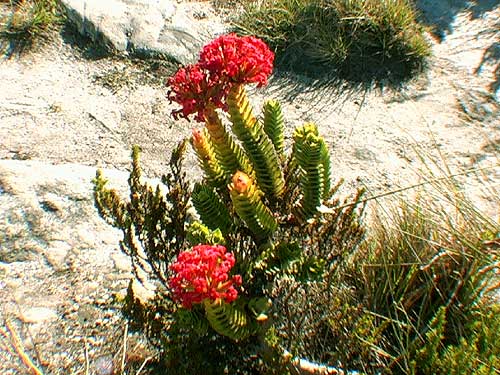 Crassula coccinea Red Crassula flowers Table Mountain South Africa