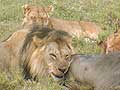 Lions Serengeti National Park Africa