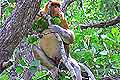 Proboscis monkey Bako National Park