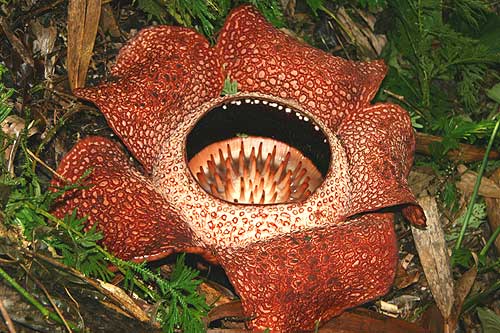 Rafflesia - the largest flower in the world
