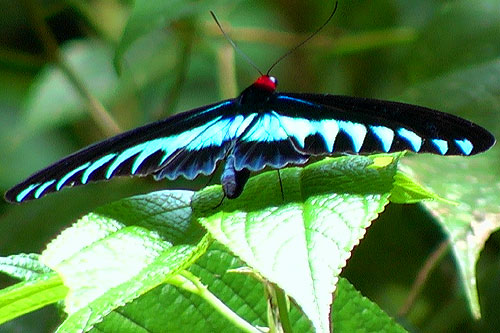 Rajah Brooke Birdwing butterfly Borneo