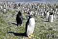 gentoo penguins Falkland Islands Islas Malvinas