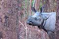 Nepal Chitwan National Park Indian Rhinoceros