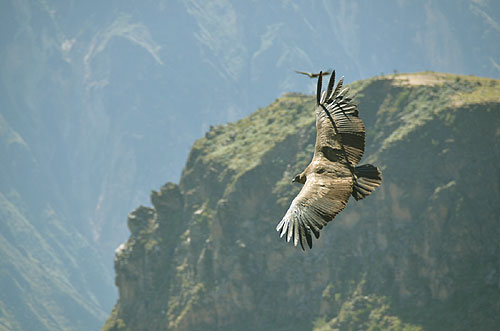 Andean Condor Vultur gryphus flying over the Colca canyon in Peru worldtimezone travel