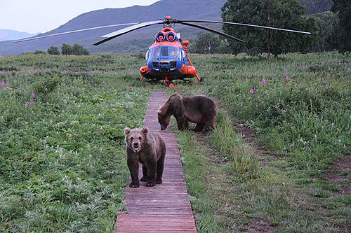 Kamchatka brown bear by the helicopter Kurilskoe ozero national wildlife preserve