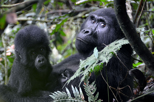 Female mountain gorilla with her baby Bwindi Impenetrable National Park Uganda photo Alexander Krivenyshev WorldTimeZone