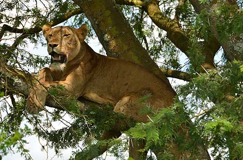 Tree climbing lioness Ishasha sector of the Queen Elizabeth National Park Uganda photo Alexander Krivenyshev WorldTimeZone
