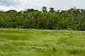 Semuliki National Park Ituri Forest of the Congo Basin border between Uganda and Congo