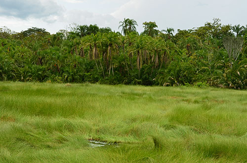 Semuliki National Park, Ituri Forest of the Congo Basin border between Uganda and Congo photo Alexander Krivenyshev WorldTimeZone
