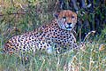 Cheetah Masai Mara Kenya Africa