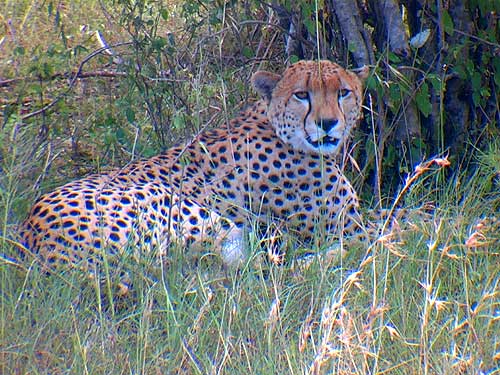 Cheetah Masai Mara Kenya Africa