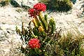 Red Crassula flowers Table Mountain Cape Town