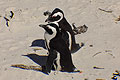 African Penguin at Boulders Beach, South Africa