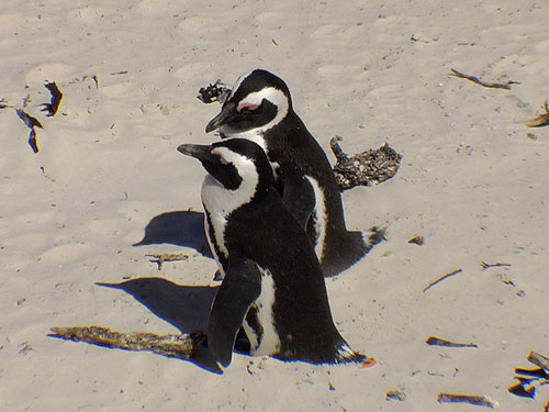 African Penguin Spheniscus demersus Black-footed Penguin at Boulders Beach South Africa
