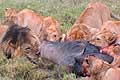 Lion pride with wildebeest kill Tanzania