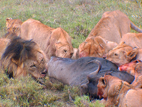 Lion pride with wildebeest kill Tanzania Africa