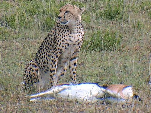 Cheetah with African antelope impala kill Serengeti National Park Tanzania Africa