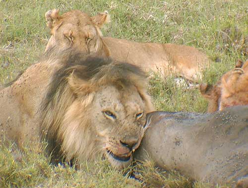 Lions Serengeti National Park Africa