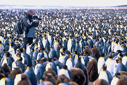 Tourist on a beach on Kerguelen Island, Territory of the French Southern and Antarctic Lands, estimated 200000 King penguins