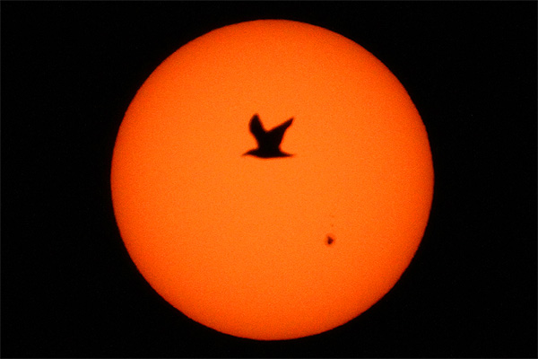 A bird flying in front of the Sun with sunspot AR2529 over Hoboken New Jersey photo Alexander Krivenyshev WorldTimeZone