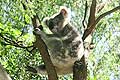 Koala Park Sanctuary Sydney Australia