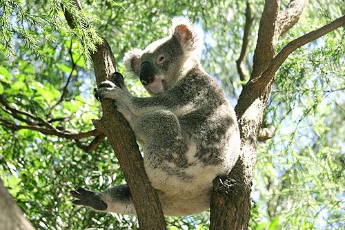 Koala Phascolarctos cinereus Koala Park Sanctuary Sydney Australia