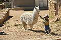 Small bolivian boy with lama lake Titicaca Bolivia