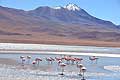 Andean Flamingos Laguna Grande Bolivia