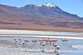 Andean Flamingos Laguna Grande Bolivia