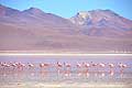 Andean Flamingos in the Laguna Colorada Red Lagoon Bolivia