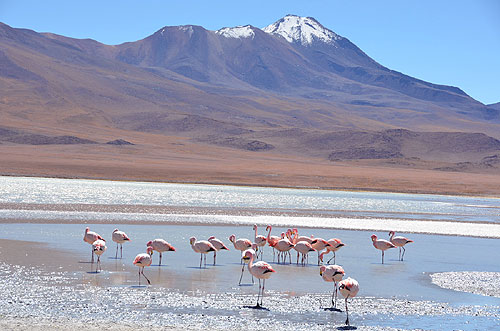 Andean Flamingos Laguna Grande Bolivia Bolivia Eduardo Avaroa Andean Fauna National Reserve worldtimezone travel