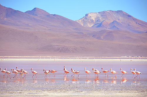 Andean Flamingos Laguna Colorada Bolivia Bolivia Eduardo Avaroa Andean Fauna National Reserve worldtimezone travel