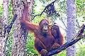 Bornean Orang-utan