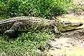 Jong�s Crocodile Farm Borneo