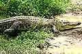 Jongs Crocodile Farm Borneo