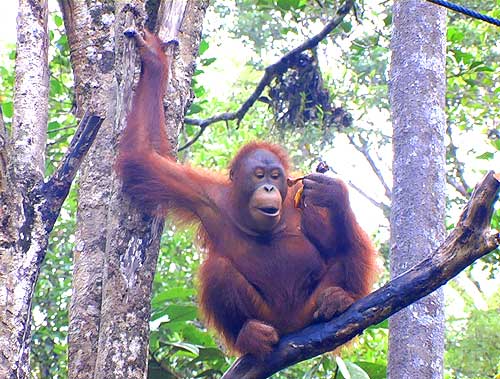 Borneo orang-utans