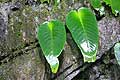 One leaf plant Clearwater Cave