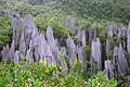 Limestone Pinnacles Mulu National Park