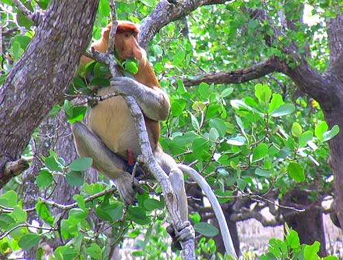 Borneo Proboscis monkey Bako National Park