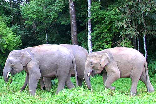 Borneo Pygmy Elephants