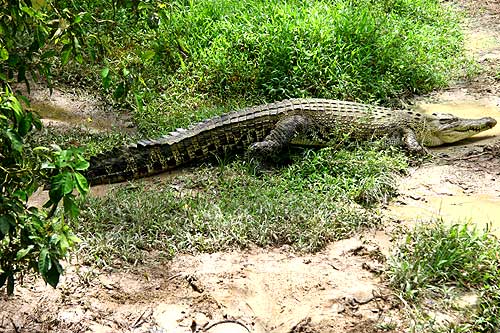 Jongs Crocodile Farm Borneo
