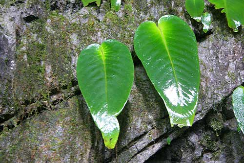 One leaf plant Clearwater Cave