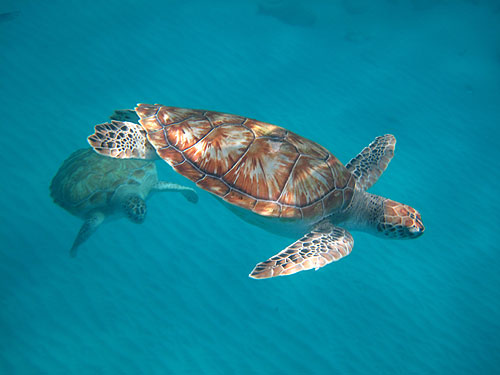 Sea Turtles of Barbados