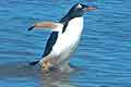 gentoo penguins Falkland Islands Islas Malvinas