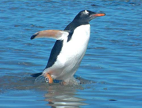 gentoo penguins Falkland Islands Islas Malvinas