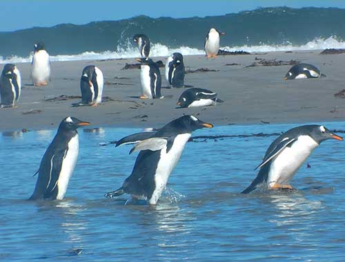 gentoo penguins Falkland Islands Islas Malvinas