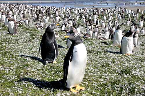 gentoo penguins Falkland Islands Islas Malvinas