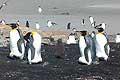 Falkland Islands Islas Malvinas king penguins