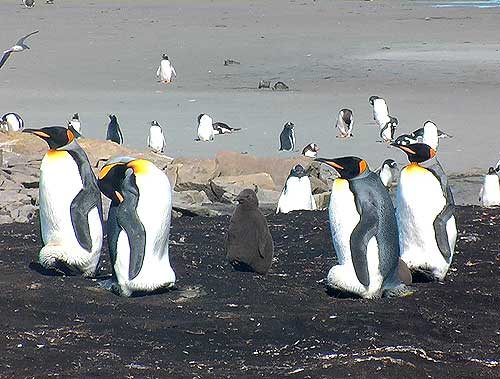 Falkland Islands Islas Malvinas king penguins