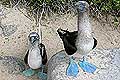 Galapagos Blue-footed Boobies